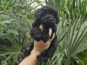 Bezaubernde Mini Bollipoo Welpen - Toypudel Bolonka Maltipoo 
