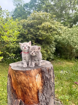    Wunderschöne, liebevolle Kitten suchen ein Zuhause   