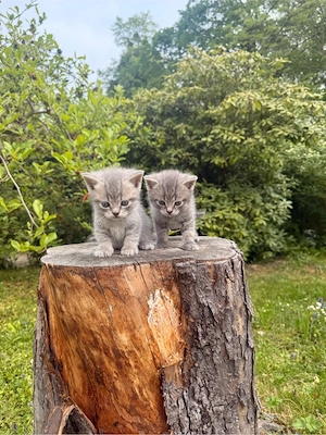    Wunderschöne, liebevolle Kitten suchen ein Zuhause   