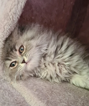Blh Britisch Langhaar Kitten(Kater)