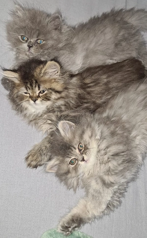 Blh Britisch Langhaar Kitten(Kater)