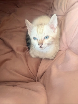 Süßes Bengal-Mädchen sucht liebevolles Zuhause   
