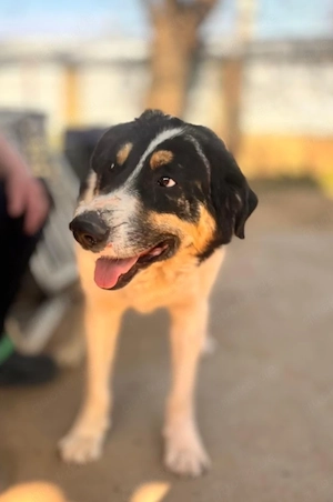 Charly, 1 Jahr, 55 cm, lieb