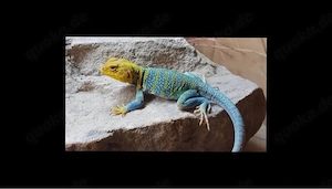 Suche Halsbandleguane (Crotaphytus collaris wichita mountain)