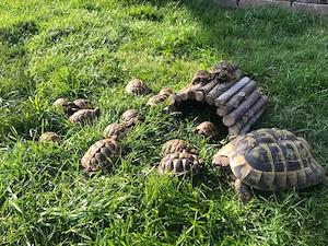 Griechische Landschildkröten
