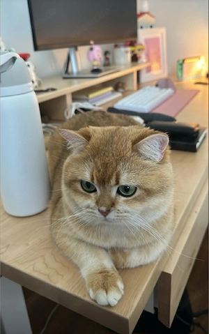 BKH Deckkater Golden 