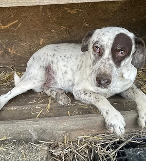 Pata, treuer Rüde sucht liebe Familie
