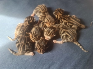 Wunderschöne Reinrassige Bengalkitten mit Stammbaum