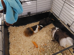 Meerschweinchen Gruppe abzugeben