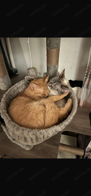 Dringend Mutter & Tochter Katze