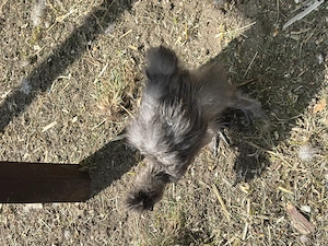  Zwergseidenhühner m. Bart   US Silkies in Blau und Lavender
