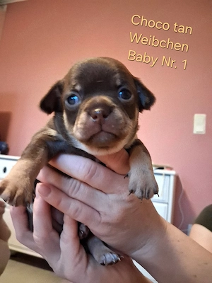 Chihuahua Welpen 