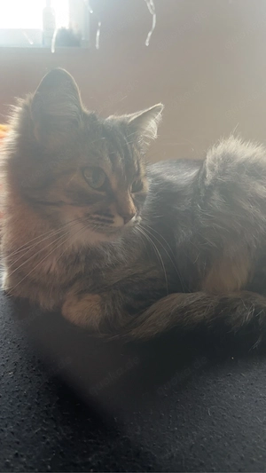 Liebevolles Zuhause für 3 Katzen gesucht     Bild 4