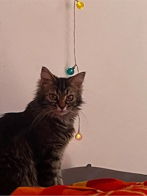 Liebevolles Zuhause für 3 Katzen gesucht     Bild 2