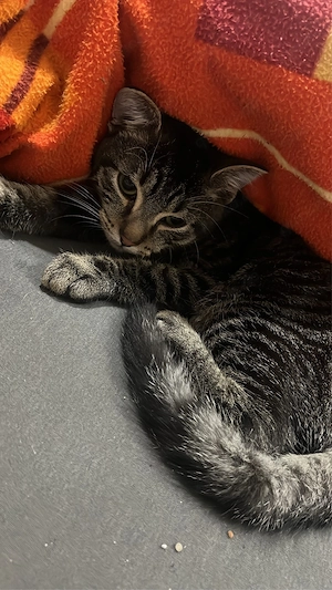 Liebevolles Zuhause für 3 Katzen gesucht     Bild 5