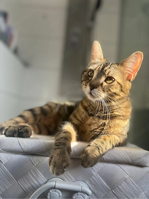 Liebevolles Zuhause für 3 Katzen gesucht     Bild 3