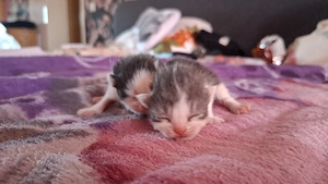 2 kleine Katerchen sind geboren. Ab dem 4.7.26 abzugeben.  