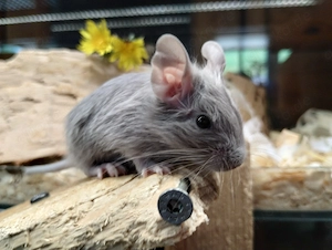 Super süßer Degu Nachwuchs:fast alle Farben:Schoko-Schecken,Lilac,Creme suchen demnächst Heugeber! Bild 8