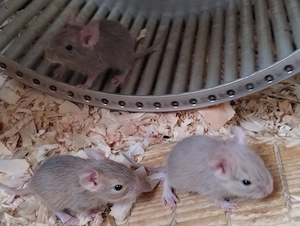 Super süßer Degu Nachwuchs:fast alle Farben:Schoko-Schecken,Lilac,Creme suchen demnächst Heugeber! Bild 9