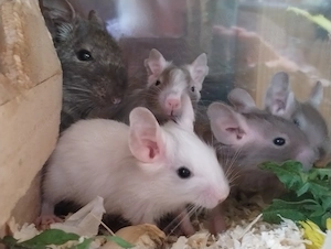 Super süßer Degu Nachwuchs:fast alle Farben:Schoko-Schecken,Lilac,Creme suchen demnächst Heugeber! Bild 2