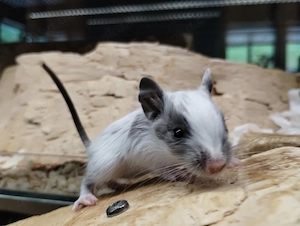 Super süßer Degu Nachwuchs:fast alle Farben:Schoko-Schecken,Lilac,Creme suchen demnächst Heugeber! Bild 10