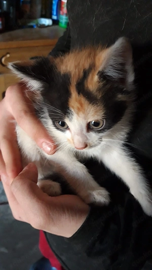 Katzen Kitten Katzenbaby