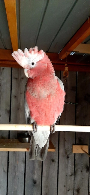 Rosa Kakadu 