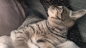 Katze sucht neues zuhause