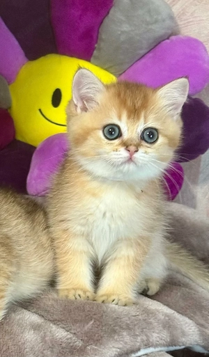 Reinrassige BKH Kitten 
