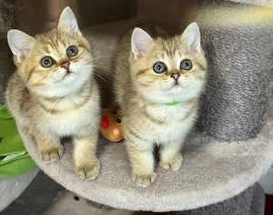 Reinrassige BKH Kitten 