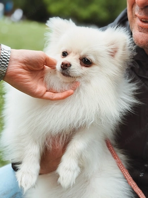 Pomeranian Zwergspitz