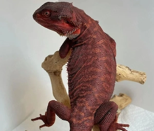 suche bartagame dark red