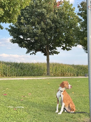 Leevi - Jagdhund-Mix abzugeben 