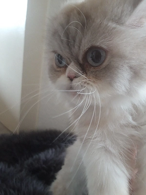 Peking Siam Katze 500 