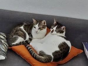 Ellie und Libby in Hattersheim (ALM)