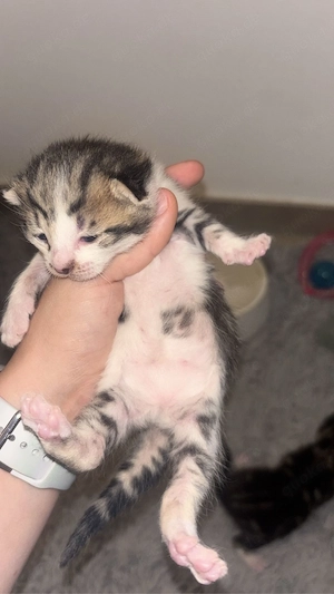 katzen babys 