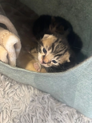 katzen babys 