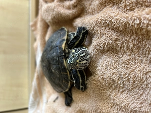 Nicaragua-Schmuckschildkröte Männlich Bild 3