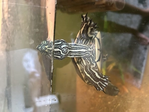 Nicaragua-Schmuckschildkröte Männlich Bild 4