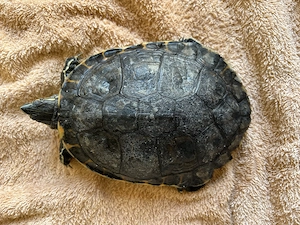 Nicaragua-Schmuckschildkröte Männlich