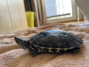 Nicaragua-Schmuckschildkröte Männlich Bild 2