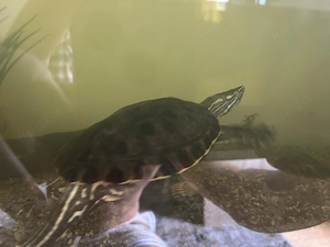 Nicaragua-Schmuckschildkröte Männlich Bild 5