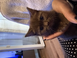 Kitten 3 Monate alt suchen ein neues Zuhause 