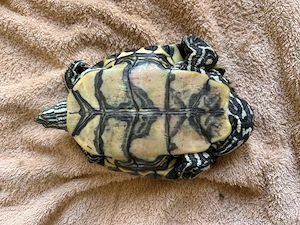 Nicaragua-Schmuckschildkröte Männlich Bild 6