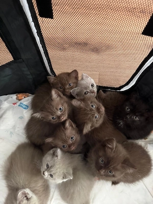 Kitten 3 Monate alt suchen ein neues Zuhause 
