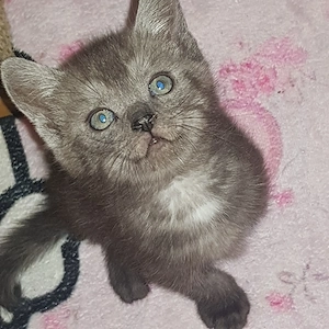 1 katzen kind kater