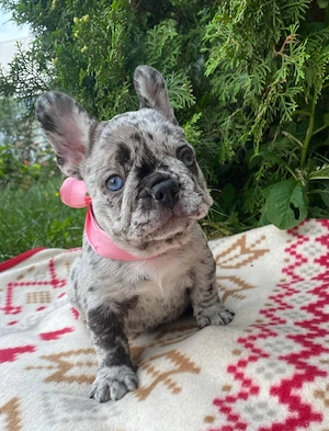 Französische Bulldoggen-Hündin (Welpe) zur Vermittlung