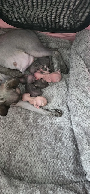 Sphynx Babys 
