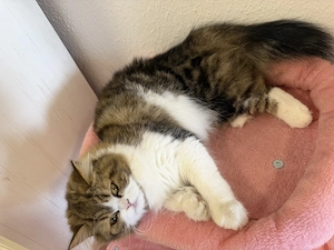 Katzen schweren Herzens abzugeben . 