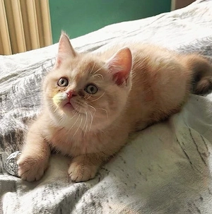 BKH Kitten Bärchen in Creme 